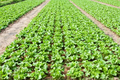 Want To Get Fresh Veggies?
